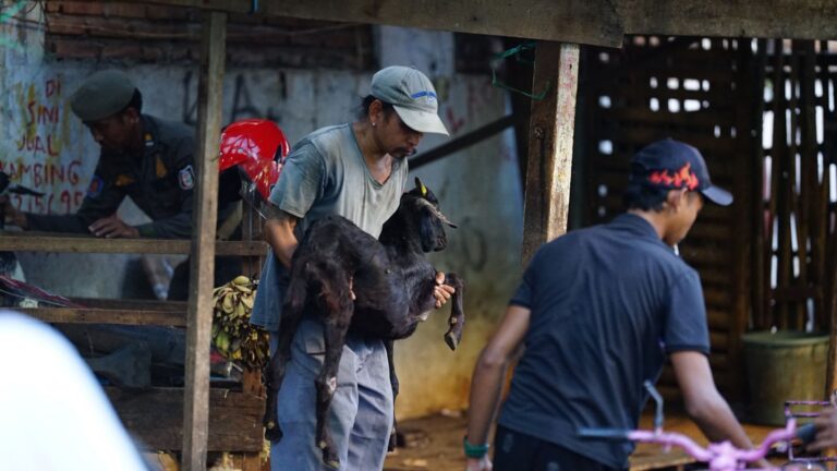 Penjual Kambing Lamuru