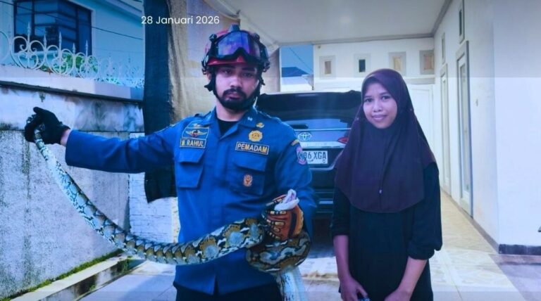 damkarmat tangkap ulatr